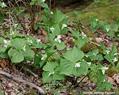 wake- robin,Purple trillium,Beth root,stinking benjamin